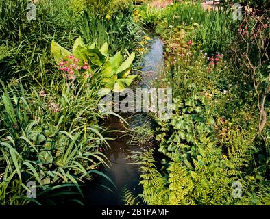 Pond scena, overgrown con felci, piante amorose di palude, arbusti Foto Stock