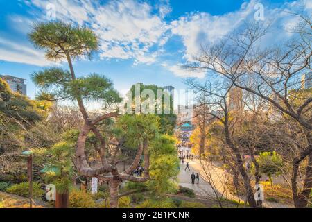 Ueno, giappone - 02 gennaio 2020: Fascia di pino giapponese con burlap che lo lega in un cerchio che evoca la luna nella sala Kiyomizu Kannon di Ueno Park, Foto Stock