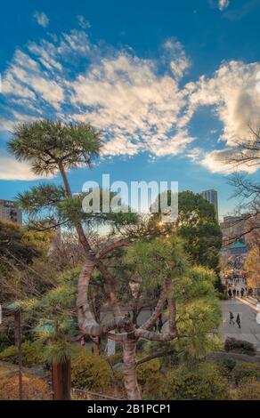 Ueno, giappone - 02 gennaio 2020: Fascia di pino giapponese con burlap che lo lega in un cerchio che evoca la luna nella sala Kiyomizu Kannon di Ueno Park, Foto Stock