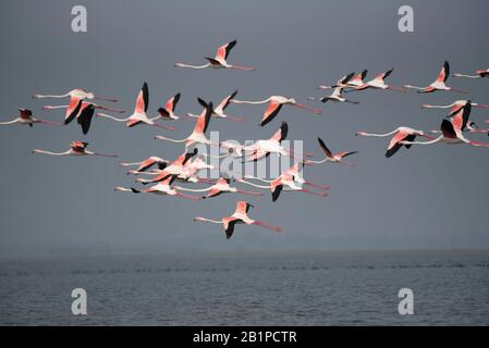 Grande fenicottero roseus, Bhigwan, Pune, Maharashtra Foto Stock