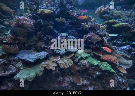 4 Aprile 2019, Sentosa Island, Singapore. S.E.A. Acquario con coralli e pesci al Resorts World Sentosa, Isola di Sentosa Foto Stock