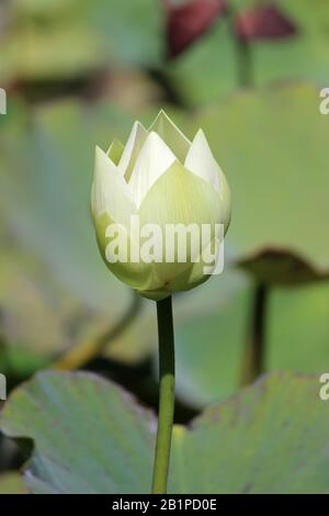 Giallo Lotus, Nelumbo Lutea, Sir Seewoosagur Ramgoolam Giardino Botanico, Pamplemousses, Mauritius Foto Stock