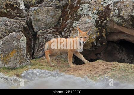 Lupo etiopico in cucciolo al di fuori della sua tana nelle montagne di Bale Etiopia Foto Stock