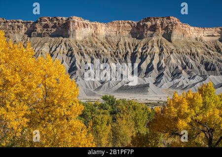 South Caineville Mesa in Upper Blue Hills, alberi di cottonwood di Fremont in autunno, Fremont River, vicino al Capitol Reef National Park, Utah, Stati Uniti Foto Stock