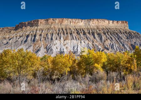 South Caineville Mesa in Upper Blue Hills, alberi di cottonwood di Fremont in autunno, Fremont River, vicino al Capitol Reef National Park, Utah, Stati Uniti Foto Stock