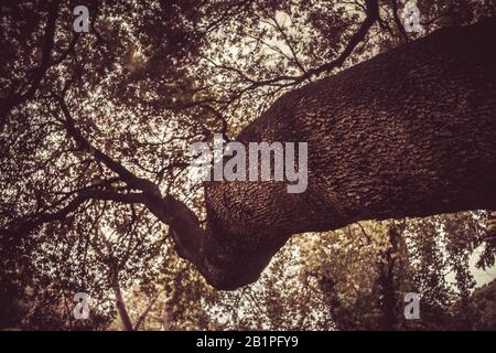 Guardando lungo un tronco di albero con rami e fogliame che nasconde l'effetto foto Sky.Vintage Foto Stock
