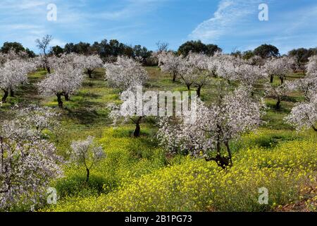 Un frutteto di fiori di mandorla in primavera Foto Stock