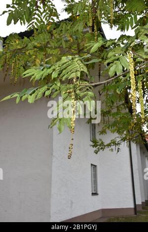 Le foglie e i fiori sui rami di un alto albero di noce che cresce accanto all'edificio Foto Stock