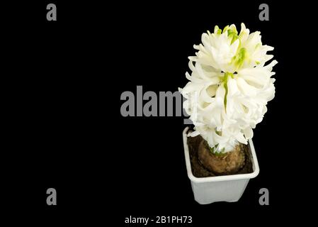bianco giacinto fiori isolato su nero macro colpo di giacinto giacinto in vaso. Foto Stock