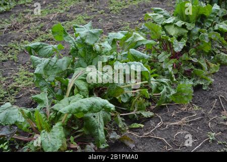 Barbabietole in condizioni naturali. Beta vulgaris. Barbabietola. Giardino, campo, fattoria. Barbabietole da tavola. Foto orizzontale Foto Stock