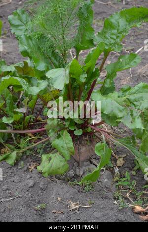 Barbabietole in condizioni naturali. Beta vulgaris. Barbabietola. Giardino, campo, fattoria. Foto verticale Foto Stock