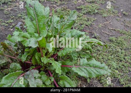 Barbabietole in condizioni naturali. Beta vulgaris. Barbabietola. Giardino, campo, fattoria. Foto orizzontale Foto Stock