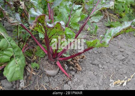 Barbabietole in condizioni naturali. Beta vulgaris. Barbabietola. Giardino, campo. Foto orizzontale Foto Stock