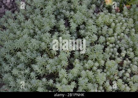 Stonecrop. Cavolo lepre. Sedum. Muschio verde. Tappeto erboso decorativo. Letto di fiori verdi. Orizzontale Foto Stock