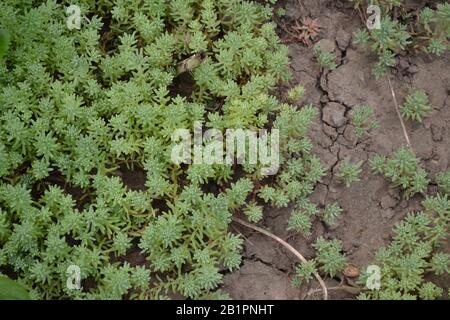 Stonecrop. Cavolo lepre. Sedum. Muschio verde. Tappeto erboso decorativo. Foto orizzontale Foto Stock