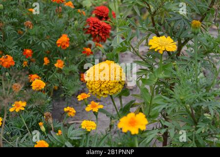 Fiore maggiore. Zinnia elegans. Molti fiori. Orizzontale Foto Stock