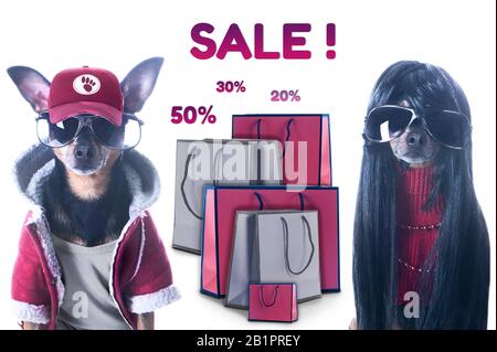 Elegante coppia di cani alla moda e pacchetti shopping isolato, concetto di shopping e vendite Foto Stock