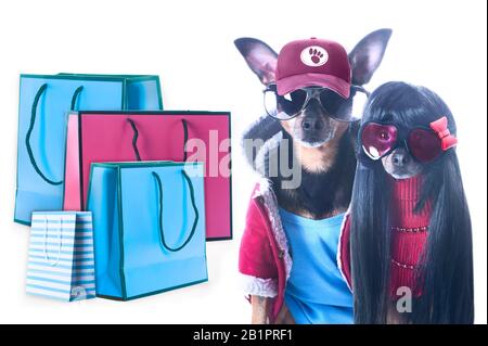 Elegante coppia di cani alla moda e pacchetti shopping isolato, concetto di shopping e vendite Foto Stock