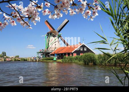 Mulino a vento in Olanda. Vista della primavera nella zona rurale di Zaanse Schans a Zaandam. Fioritura dei ciliegi primaverili. Foto Stock