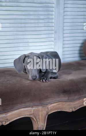 Molto bello cane, blu razza Weimaraner, cucciolo, lusso chic cane Foto Stock