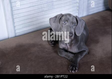 Cane molto bello, razza Weimaraner blu, spazio per il testo, cane chic di lusso Foto Stock