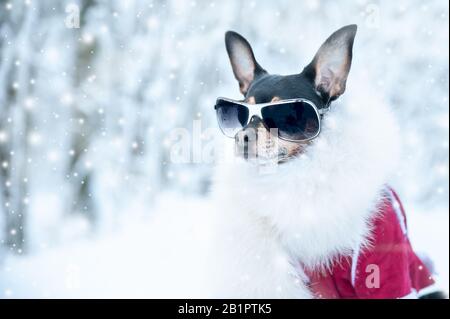 Cane in abiti di lusso, pelliccia bianca e bicchieri nella foresta invernale. Stile di vita attivo, sport. Ritratto di un cane in inverno. Abbigliamento invernale alla moda Foto Stock