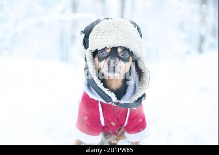 Cane in cappello divertente e un mantello di pecora. Tema invernale, freddo, vestiti per cani, natale, nuovo anno, anno del cane. Cane nei vestiti invernali , spazio per il testo. Foto Stock