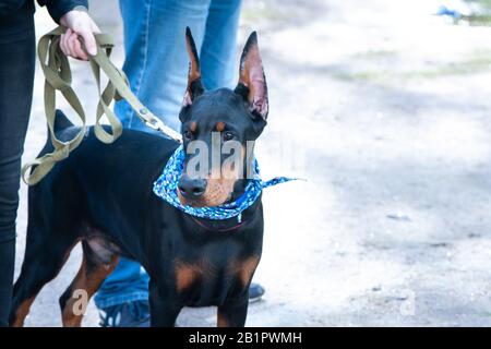 Mostra di cani, cucciolo Doberman con il proprietario, spazio per il testo Foto Stock