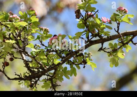 Fiori, foglie e frutti di biancospino appassiti su rami sottili e spessi Foto Stock