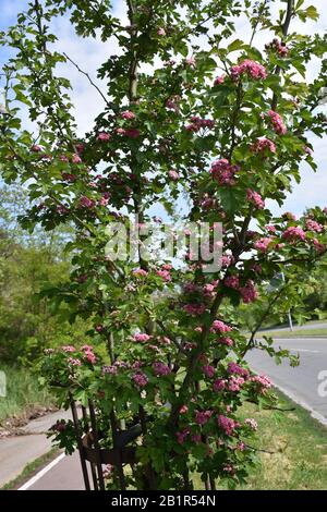 Nel parco accanto alla strada si trova un albero di biancospino con fiori rosa e foglie giovani Foto Stock