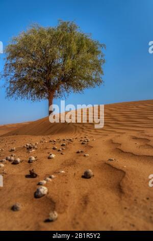 Vento soffiato motivi nella sabbia del deserto in Oman con un albero lone contro un cielo blu soleggiato in un paesaggio panoramico Foto Stock