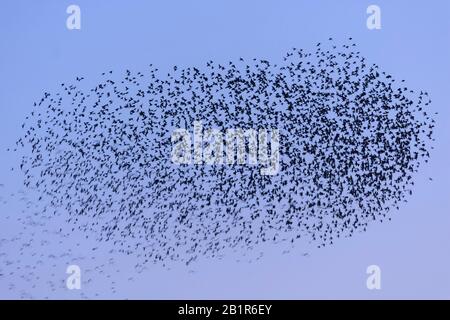 Starring comune (Sturnus vulgaris), flying flock di starrings nel cielo di sera, Germania, bassa Sassonia Foto Stock