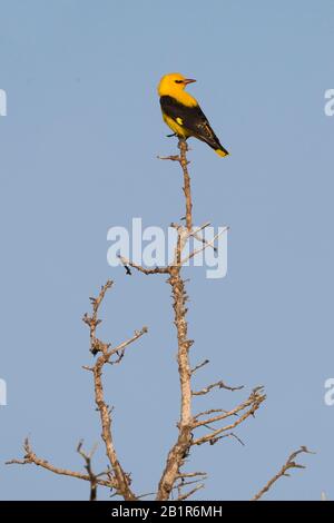 Golden oriole (Oriolus oriolus), adulto maschio, Cipro Foto Stock