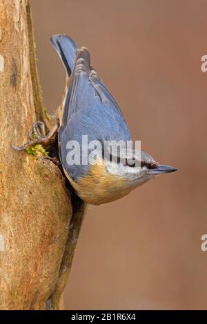 Il nuthatch eurasiatico (Sitta europaea) si trova in un tronco di alberi, in Germania, in Baviera Foto Stock
