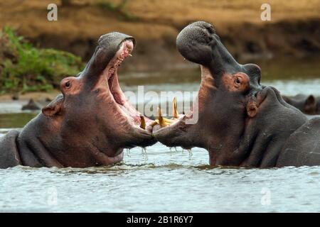 Ippopotamo, ippopotamo, ippopotamo comune (Hippopotamus anfibio), flighting in un fiume africano, Africa Foto Stock