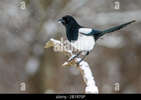 Magpie (Pica pica), perching su un ramo innevato, vista laterale, Germania, Baviera Foto Stock