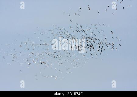 Pelicano bianco orientale (Pelecanus onocromalus), gruppo migrante, Turchia Foto Stock