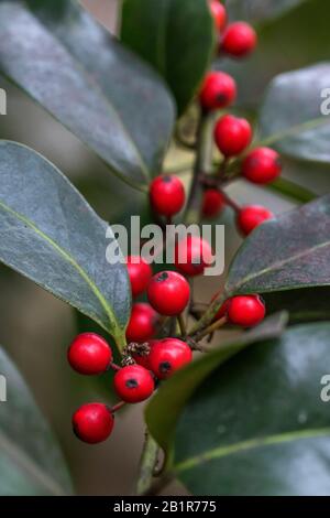 Comune agrifoglio, inglese agrifoglio (Ilex aquifolium), frutto su una succursale, Germania, Baden-Wuerttemberg Foto Stock