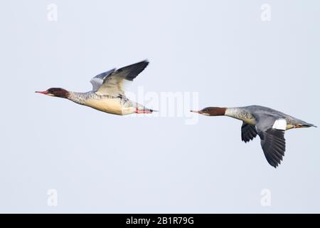 Goosander (Mergus merganser), due uccelli in volo, Germania Foto Stock