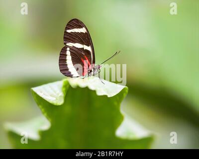 Longa di Hewitson (Heliconius hewitsoni), su una foglia Foto Stock