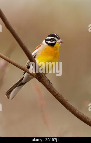 Coniglietto dorato (Emberiza flaviventris, Fringillaria flaviventris), una bella specie africana di conigliatura, Africa Foto Stock