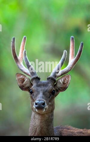 Sunda sambar (Cervus timorensis, Rusa timorensis), ritratto, Indonesia Foto Stock