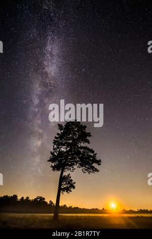 Cielo stellato con strada lattiginosa sopra la brughiera, albero in primo piano, 07.09.2016, Germania, bassa Sassonia, Voerden Foto Stock