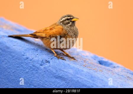 Casa Bunting (Emberiza sahari), arroccato, Marocco Foto Stock