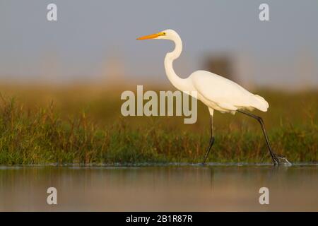 Grande egret, Grande Egret Bianco (Egretta alba, Albus Casmerodius, Ardea alba), wades in acque poco profonde, Oman Foto Stock