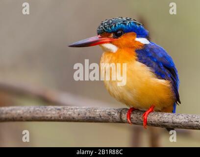 Madagascar malachite Martin pescatore (Alcedo vintsioides), arroccato su un ramo, Madagascar Foto Stock