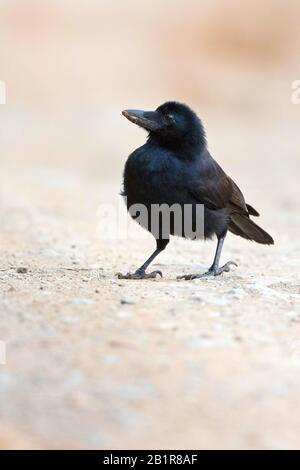 Nuova coredonian crow (Corvus moneturoloides), seduta sul terreno, Nuova Caledonia Foto Stock