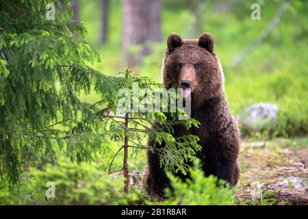 Orso bruno europeo (Ursus arctos arctos), in un piccolo abete rosso, Finlandia, Karelia, Suomussalmi Foto Stock