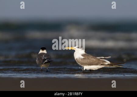 Grande terne rigata (Thalasseus bergii velox, Sterna bergii velox), adulto, Oman Foto Stock