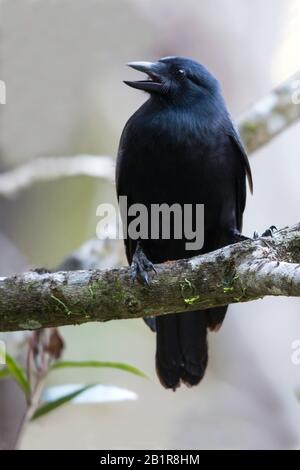 Nuova coredonian crow (Corvus moneturoloides), cantando maschile, Nuova Caledonia Foto Stock
